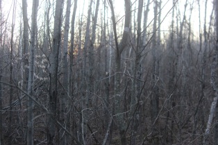 View from a deer stand 2