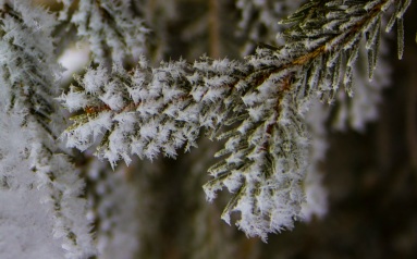 Frosty spruce eml