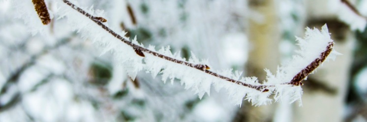 Frosty twig eml